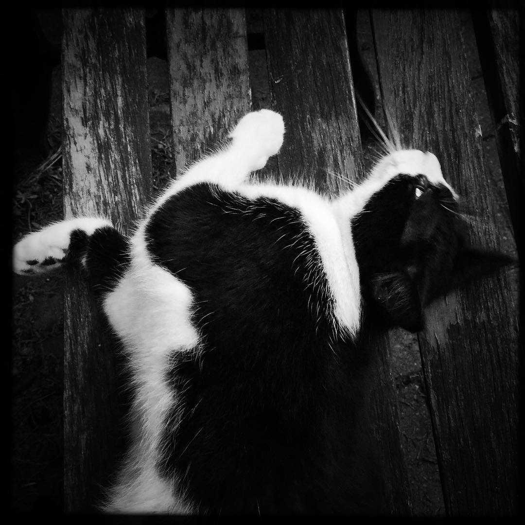 Kitty!