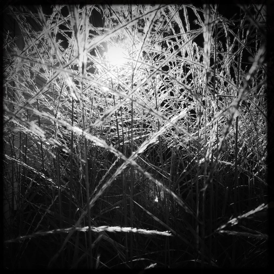Night Grass