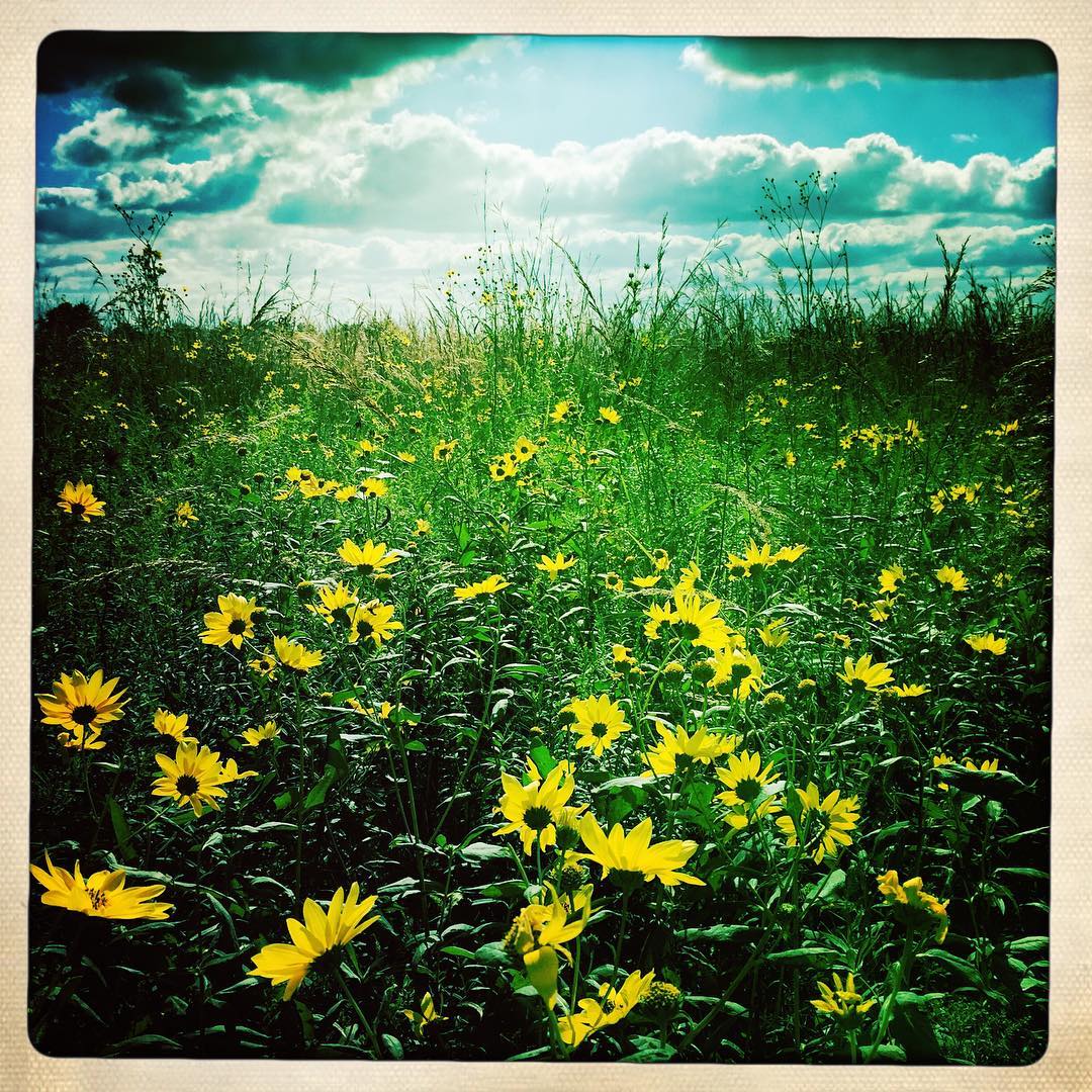 #tallgrassprairie