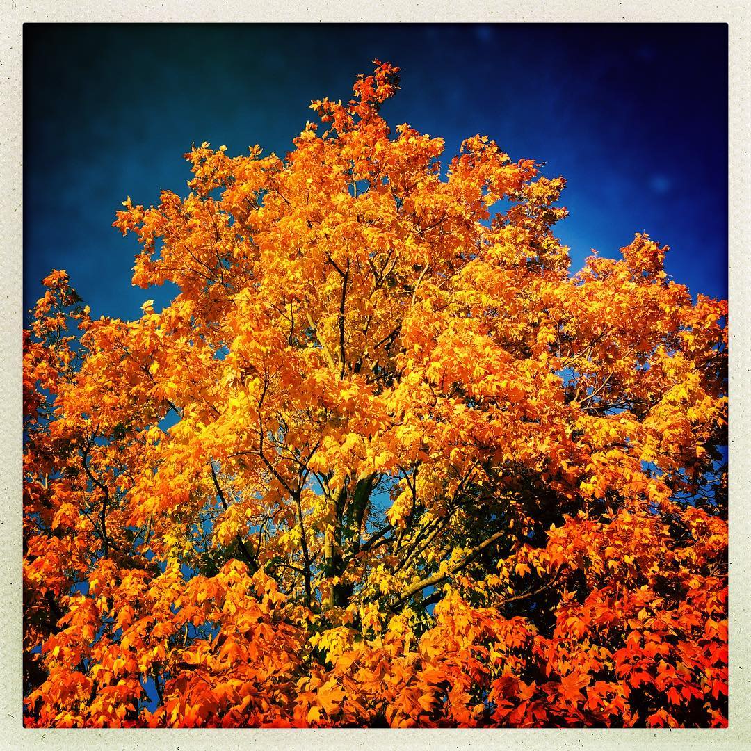 #fallcolors