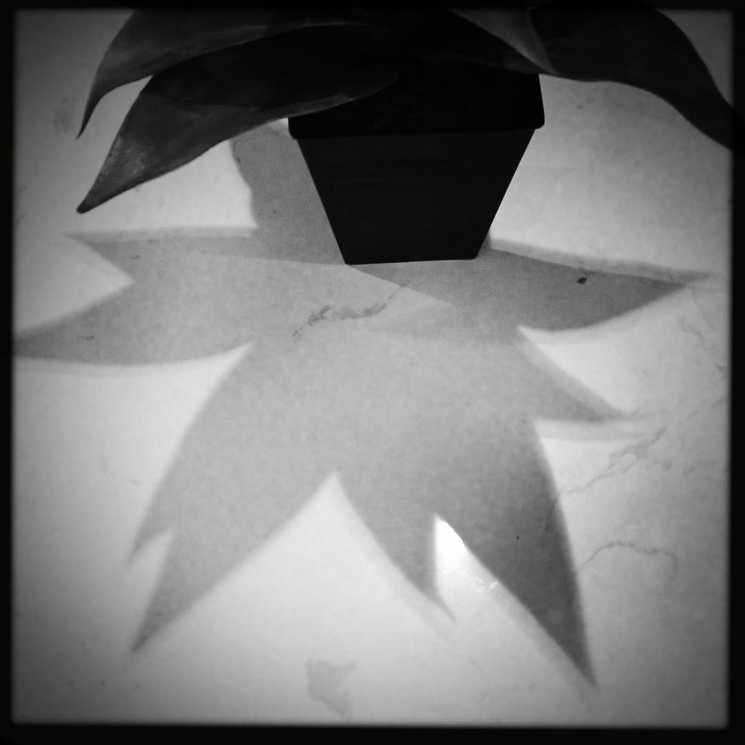 Plant Shadow