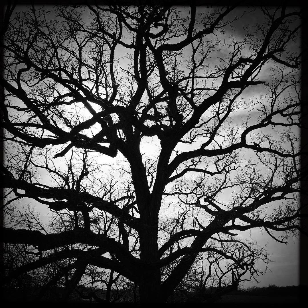 #tree
