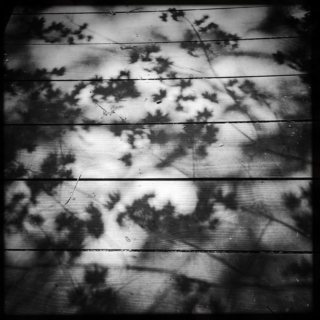 Leafs