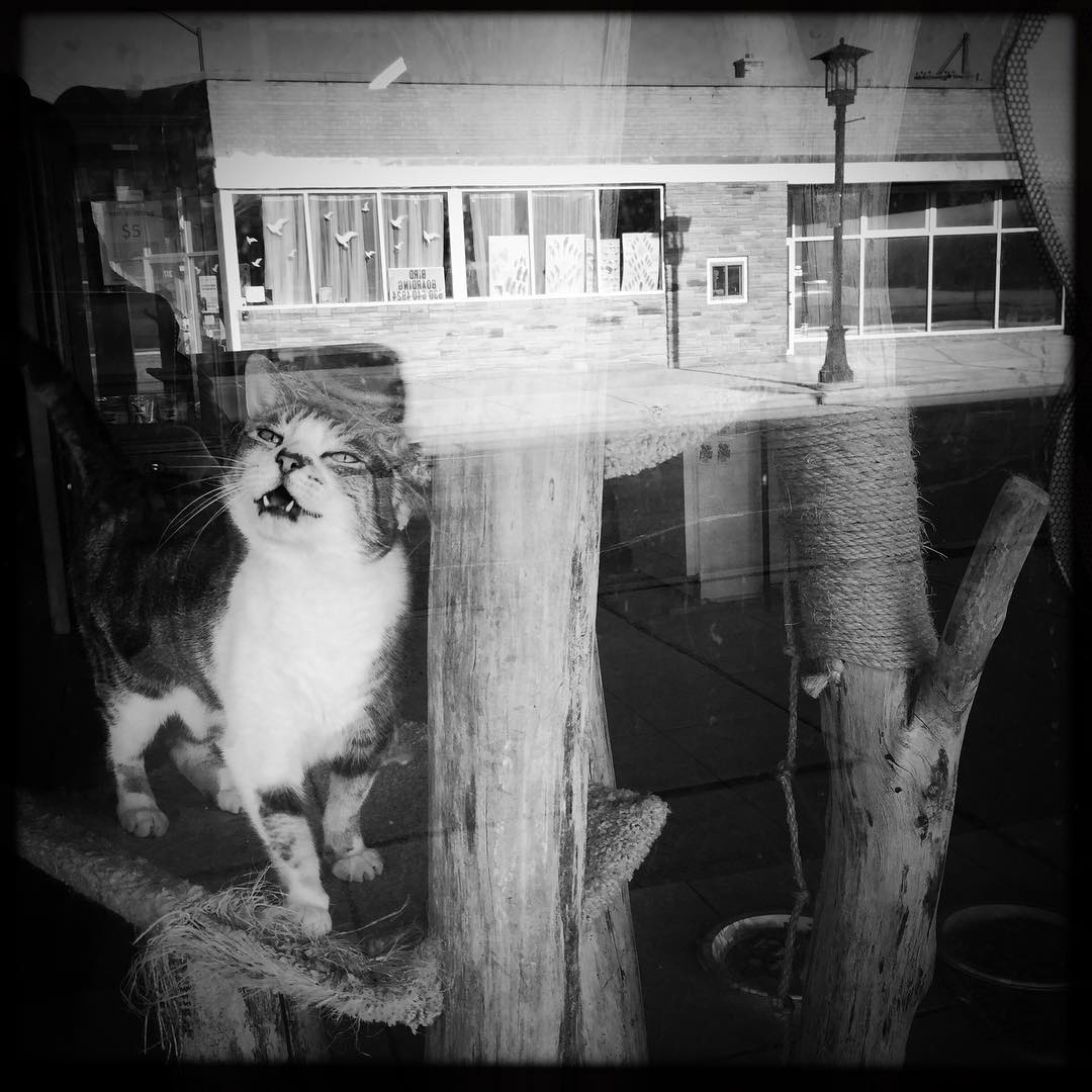 How Much Is That Kitty In The Window?