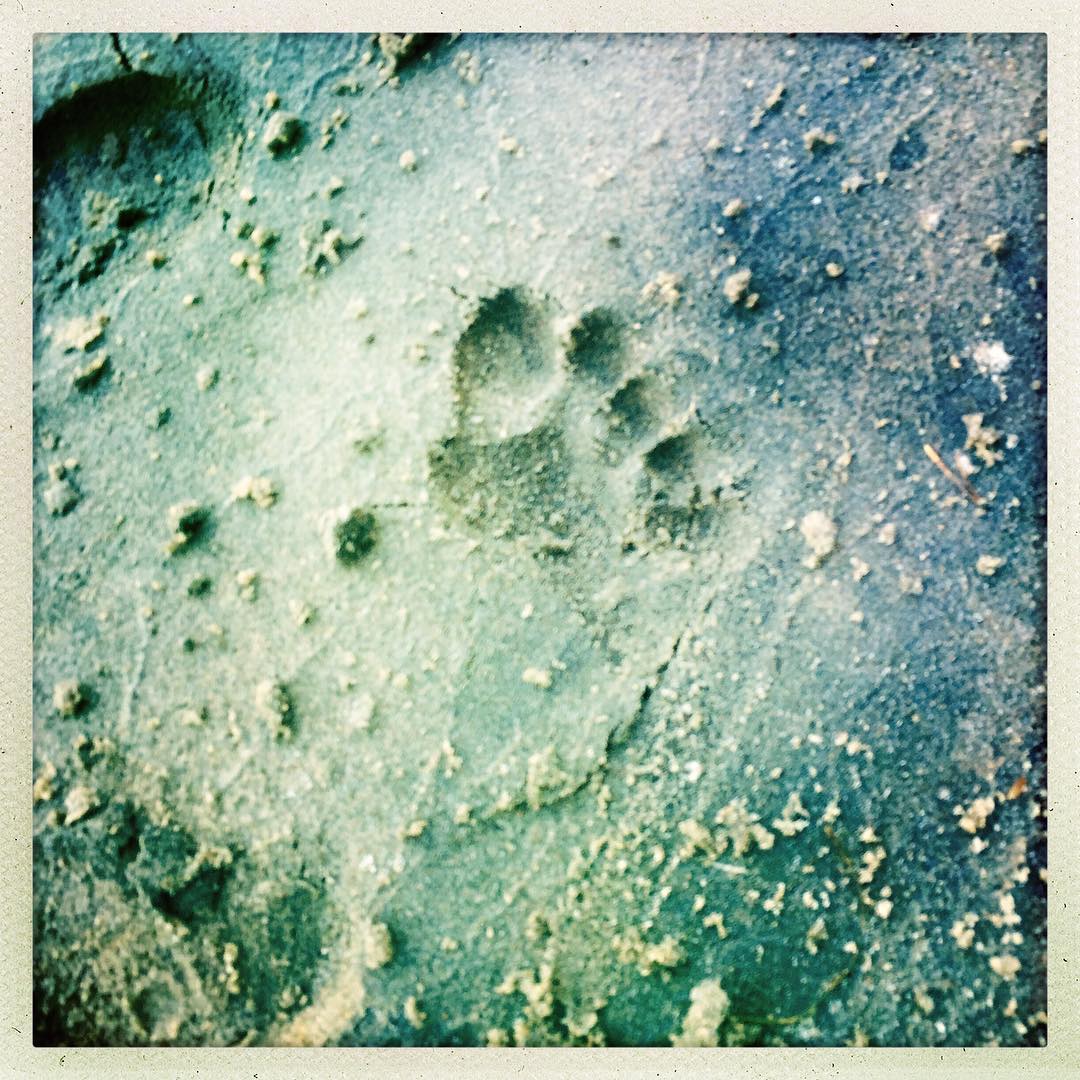 Lucas tracks.