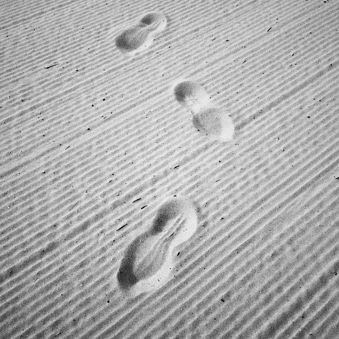 Hot on the Trail