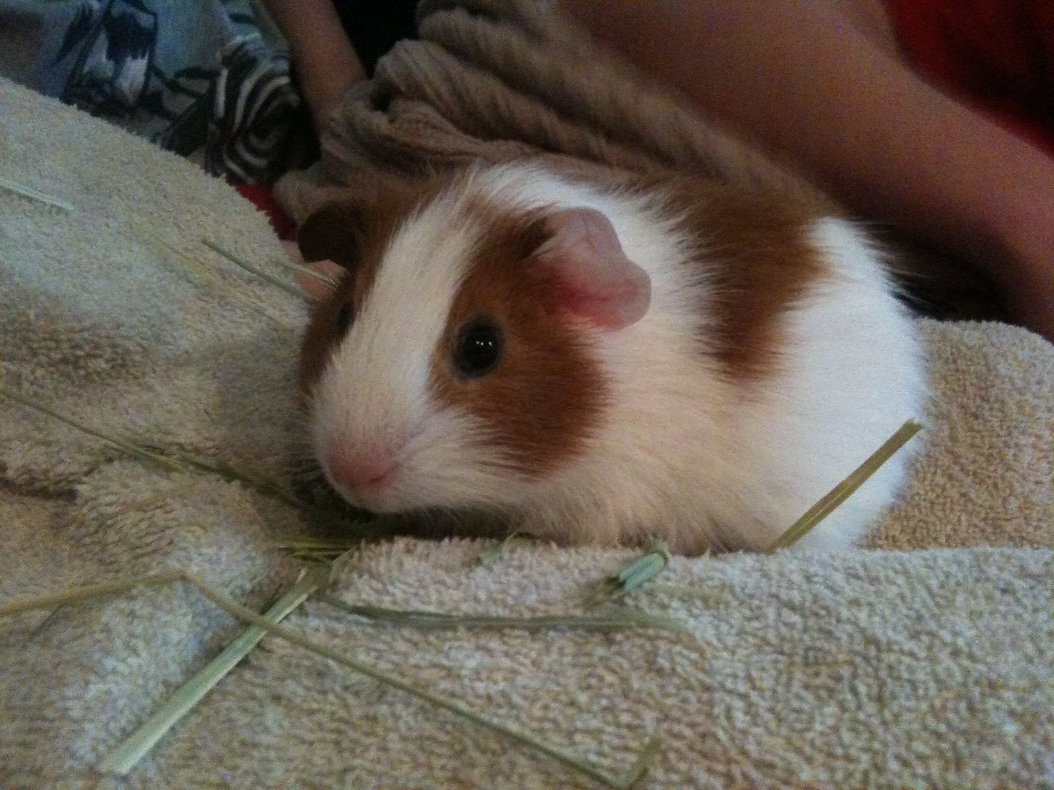 Can't forget our newest sweetie….. Pancake.