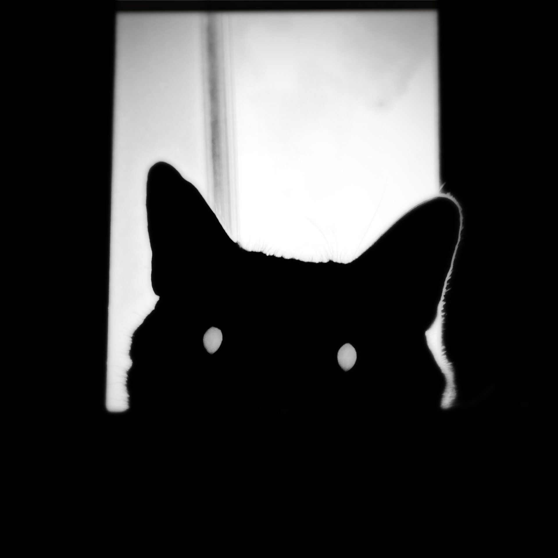 I’m the prey